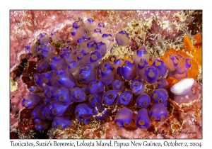 Tunicates