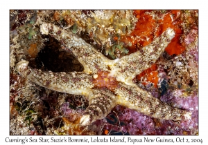 Cuming's Sea Star