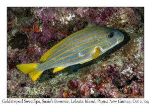 Goldstriped Sweetlips