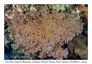 Sea Fan