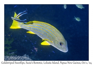 Goldstriped Sweetlips