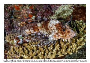 Red Lionfish