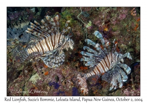 Red Lionfish