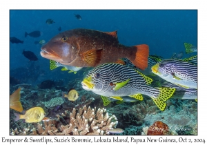 Yellowfin Emperor & Diagonal-banded Sweetlips
