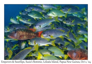 Yellowfin Emperor & Diagonal-banded Sweetlips