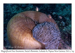 Magnificent Sea Anemone