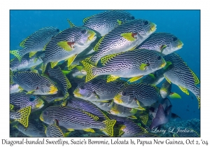 Diagonal-banded Sweetlips