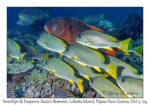 Sweetlips & Yellowfin Emperor