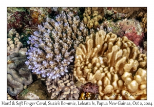 Hard & Soft Finger Coral