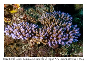 Hard Coral