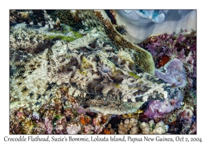 Crocodile Flathead