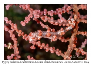 Pygmy Seahorse