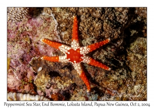 Peppermint Sea Star