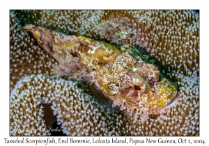 Tasseled Scorpionfish