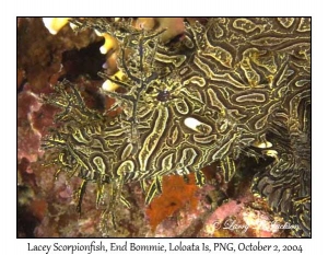 Lacey Scorpionfish