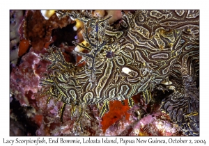 Lacy Scorpionfish