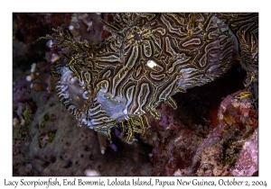 Lacy Scorpionfish
