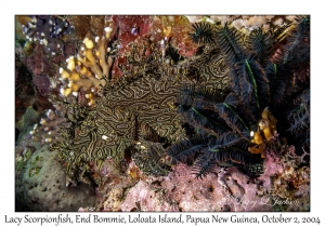 Lacy Scorpionfish