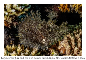 Lacy Scorpionfish