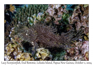 Lacy Scorpionfish