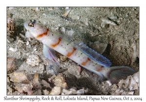 Slantbar Shrimpgoby