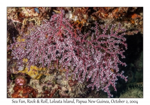 Sea Fan