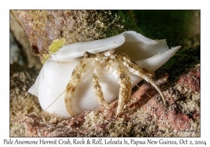 Pale Anemone Hermit Crab