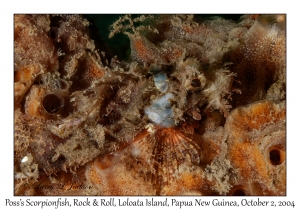 Poss's Scorpionfish