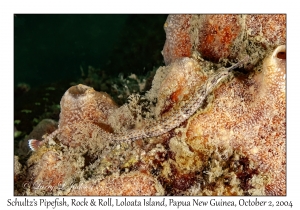 Schultz's Pipefish