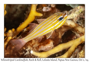 Yellowstriped Cardinalfish