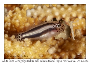 White-lined Coralgoby