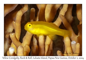 Yellow Coralgoby