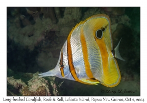 Long-beaked Coralfish