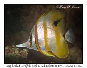 Long-beaked Coralfish