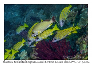 Bluestripe & Blacktail Snappers