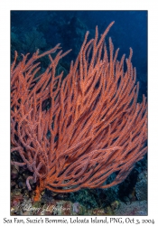 Sea Fan