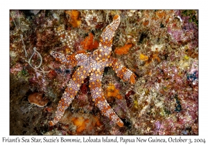 Friant's Sea Star