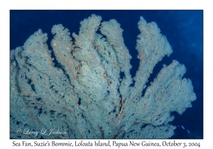 Sea Fan