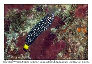Yellowtail Wrasse