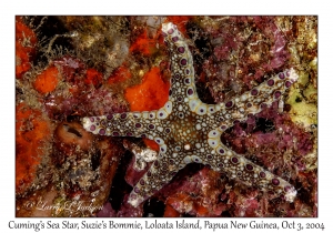 Cuming's Sea Star