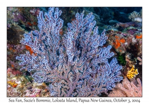 Sea Fan