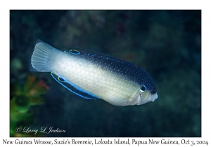 New Guinea Wrasse