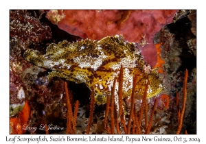 Leaf Scorpionfish