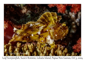 Leaf Scorpionfish