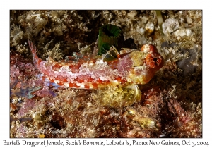 Bartel's Dragonet