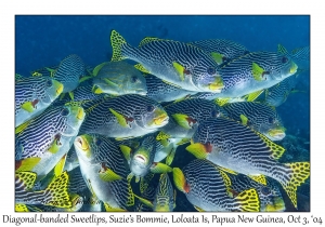 Diagonal-banded Sweetlips