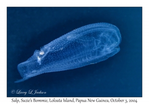 Salp