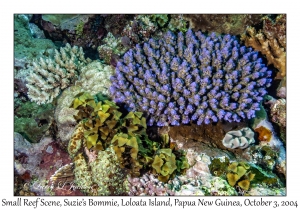Small Reef Scene