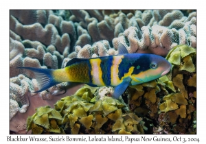 Blackbar Wrasse