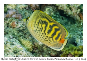Hybrid Butterflyfish